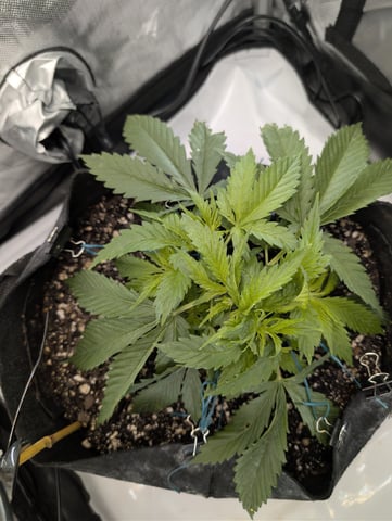 Cinderella 99 — vegetative, day 29