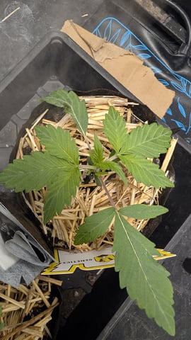Double Smile And (Alien Vs Triangle X Strawberry Nuggets) — vegetative, day 16