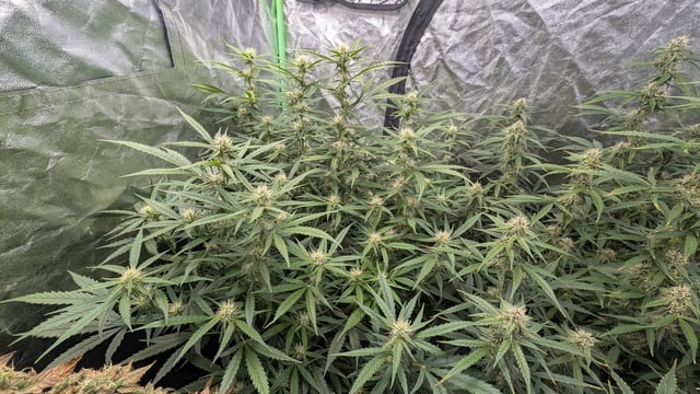 Strawberry Cheesecake Seedsman Seeds Autoflowers x2 — flower, day 63