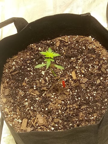 Gorilla Cookies Auto — vegetative, day 20