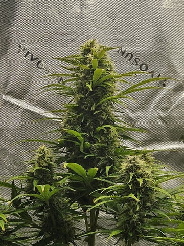 Gorilla Z auto — flower, day 87