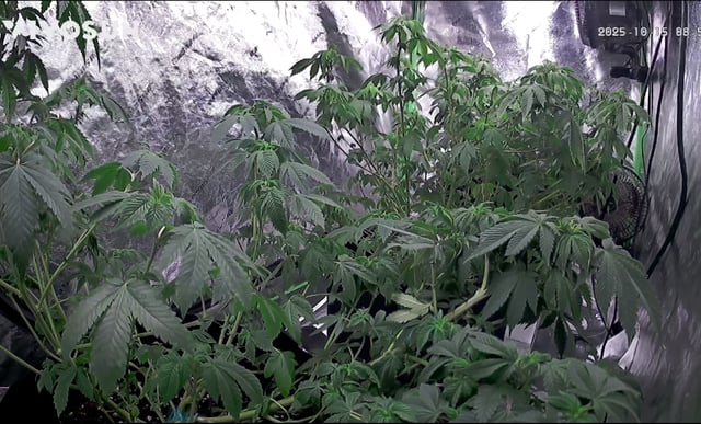 new bee's  — vegetative, day 57