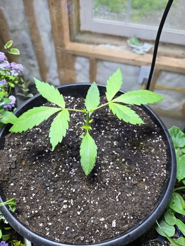 cherry pie  — vegetative, day 15