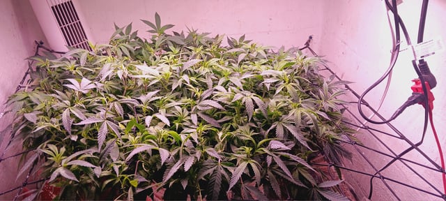 1st — flower, day 1