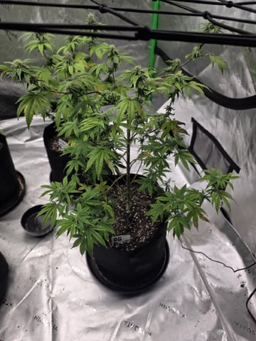 Summer 2026 Grow — flower, day 36