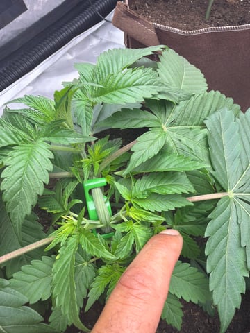 First Grow – Learning Every Day — grow_setup, day 2