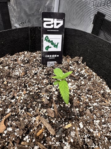 Gorilla Cookies — 1st Grow — vegetative, day 14