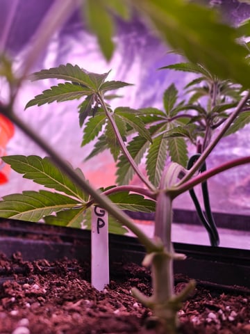 gary poppins — vegetative, day 34