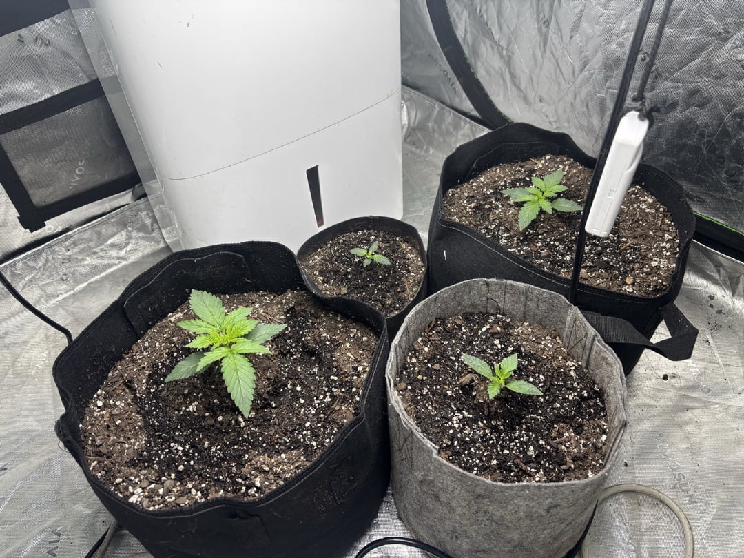 Hulk Berry Auto