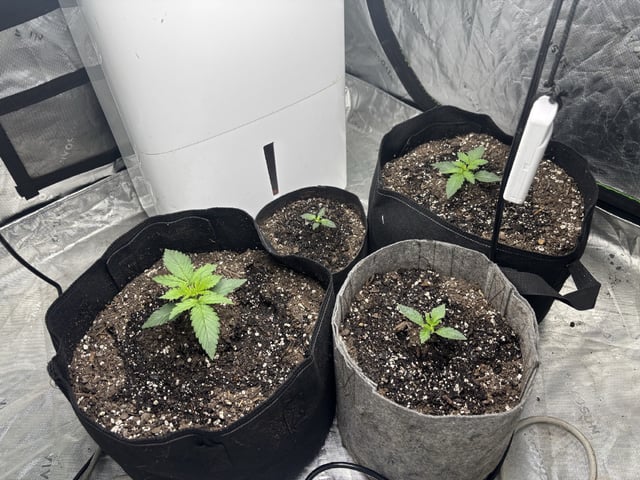 Hulk Berry Auto — grow_setup, day 1