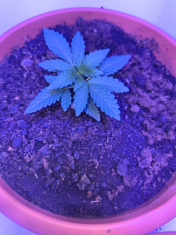 unknown strain 1st grow — seedling_rooting, day 3