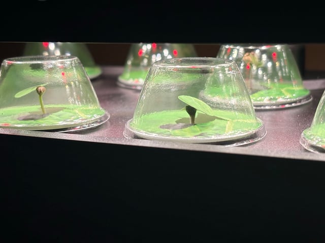 Rc Exotics — seedling_rooting, day 7