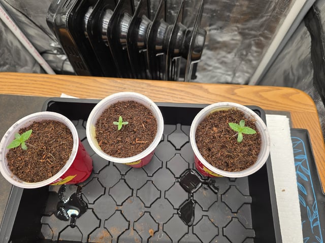 Grow 5.o — seedling_rooting, day 4