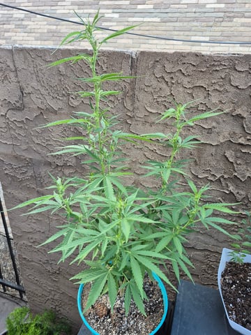new strain — flower, day 32