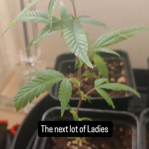  CUTTINGS  — vegetative, day 22