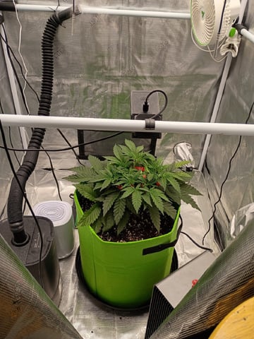 FastBuds Photo-Lemon Mandarin  — vegetative, day 41