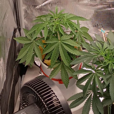 TentPlantLightFan — vegetative, day 49