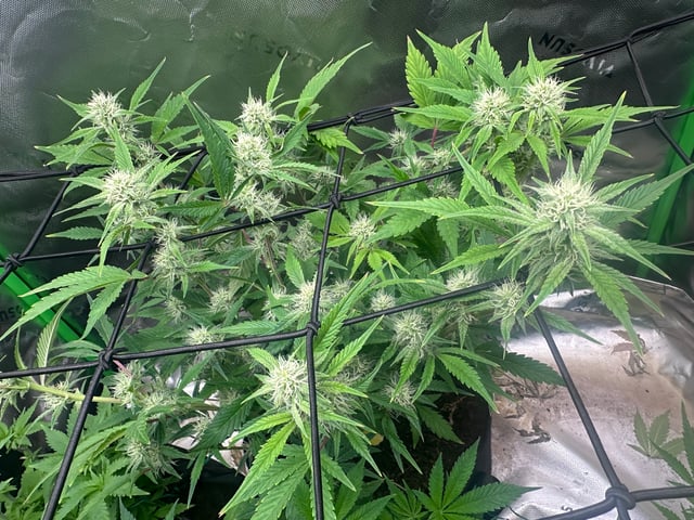 runts — vegetative, day 53