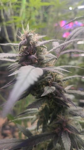 Gelato & Amnesia  — flower, day 68