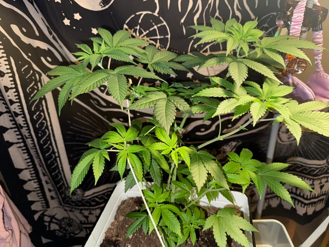 OG Kush — vegetative, day 11