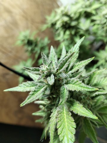Strawberry Banana Auto 