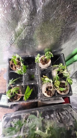 2x2x4 — seedling_rooting, day 11