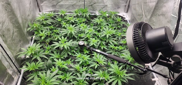 Ohio Lemon G — flower, day 26