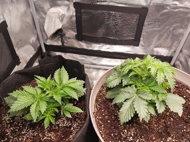 9lbhammer feminized  — vegetative, day 20