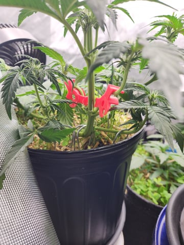 Mephisto Apple Crush in Nature's Living Soil  — vegetative, day 38