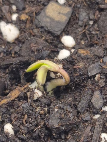 zlurricane blast — germination, day 4