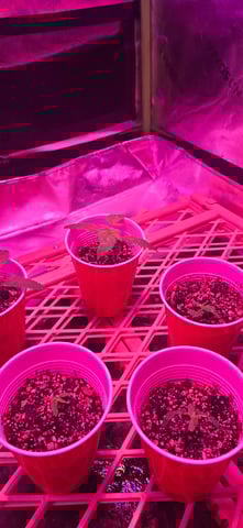 basement grow — seedling_rooting, day 8