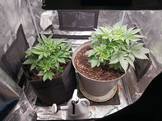 9lbhammer feminized  — flower, day 25