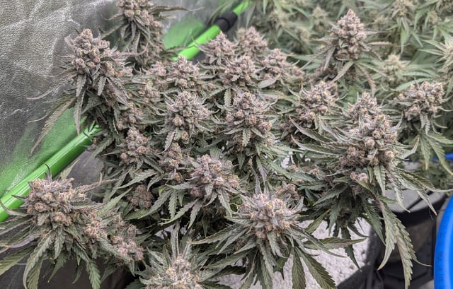 Perpetual Autoflower Mixed Grow #3 — flower, day 70