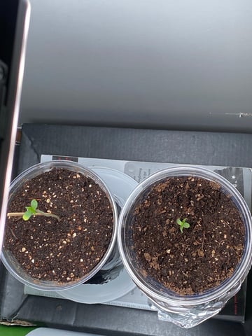 My First Grow — seedling_rooting, day 5