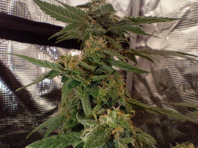 Blueberry critical kush x purple peyote wifi  and one L.a kush cake . — flower, day 28