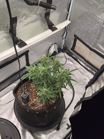 Gorilla  — grow_setup, day 2