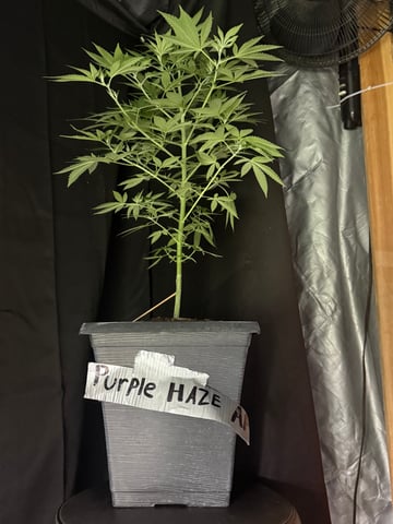 grow #1 — auto, day 1