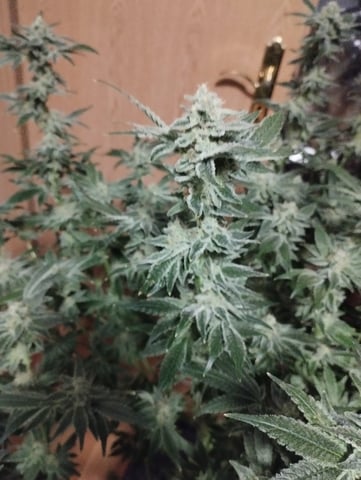First Grow - - - Hydroponic - - - Roswell Code (2 plants) 