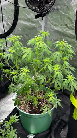 Rippleys OG Auto (Mephisto Genetics) 1st Attempt at Autos — vegetative, day 45