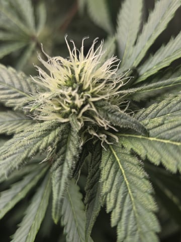 Special Kush#1 and Purple Queen Auto  — flower, day 83