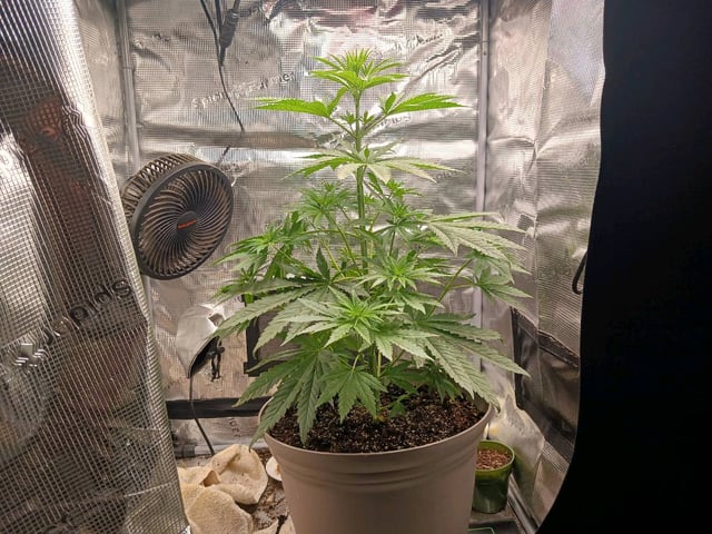 4th grow  — flower, day 160