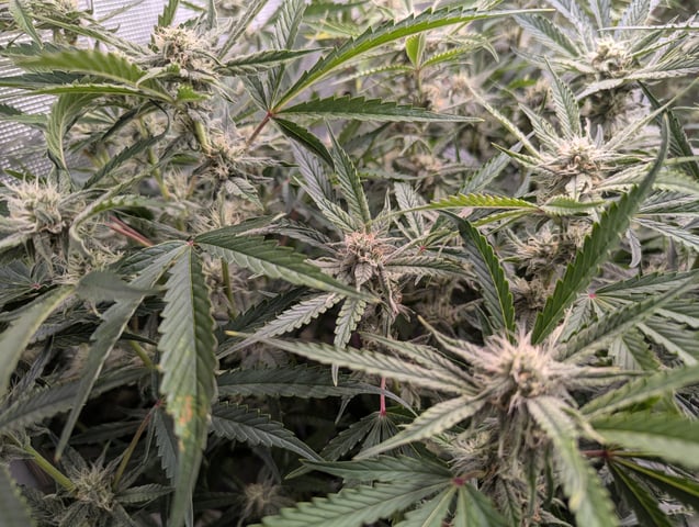 Boogie Brew Basic — flower, day 82