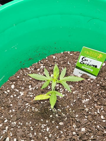 1st plant. Strain: Green Gelato AutoFlower — vegetative, day 37