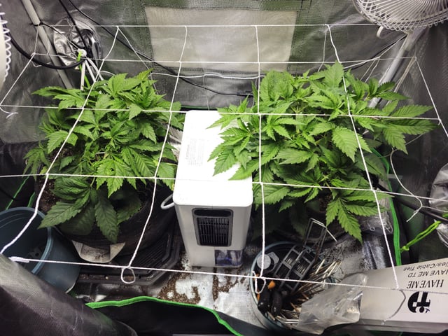 Kushberry Moonrocks — vegetative, day 31