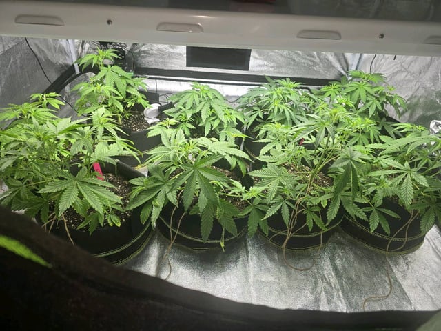 3rd Auto Grow — vegetative, day 49