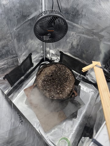 Gorilla Cookies 2nd Try — seedling_rooting, day 6