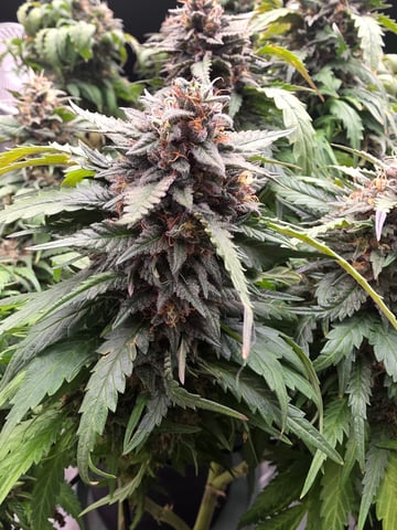 outdoor start/indoor 2025 — flower, day 199