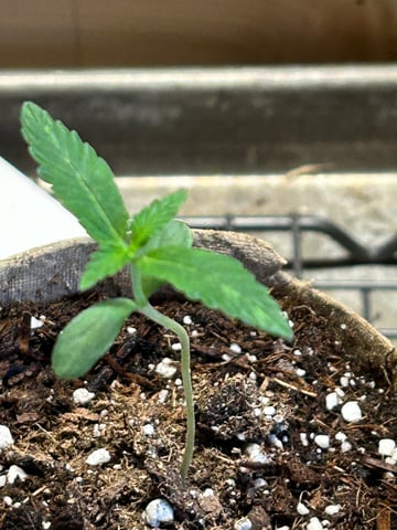 First ever grow — seedling_rooting, day 15