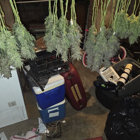 Hazy Daze — flower, day 122