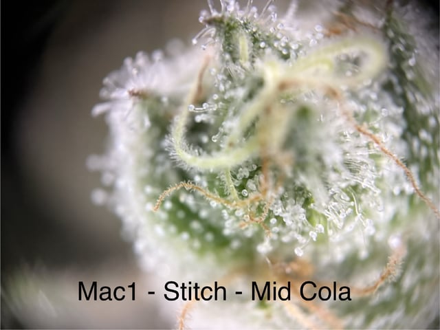 First Grow (Hydro) — flower, day 142